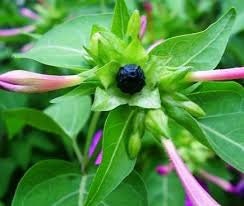 Bunga Pukul Empat - Mirabilis jalapa L. (seed and leaves)