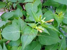 Bunga Pukul Empat - Mirabilis jalapa L. (seed and leaves)