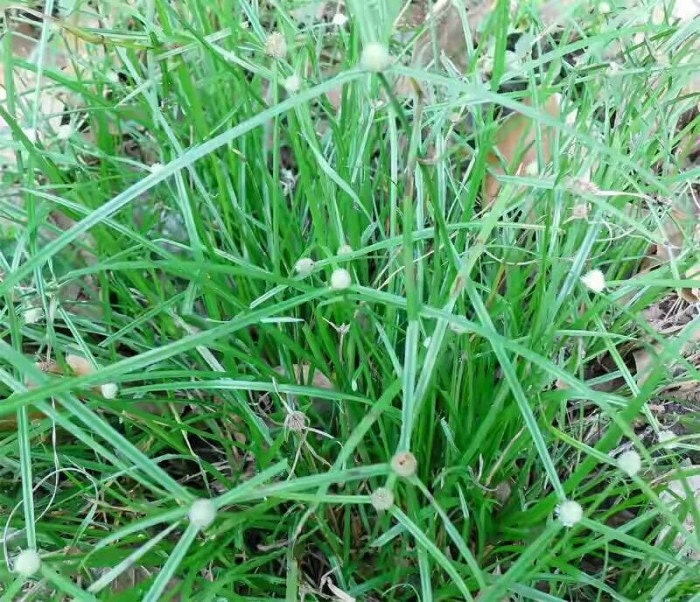 Rimpang Rumput Teki - Cyperus rotundus Roots