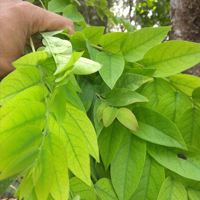Daun Cermai - Phyllanthus acidus Leaf (Dried and Powder)