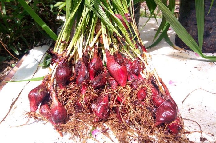 Bawang Dayak - Eleutherine bulbosa (Dried and Powder)