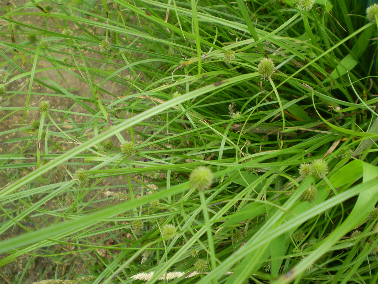Daun Teki - Kyllinga brevifolia (Dried and Powder)