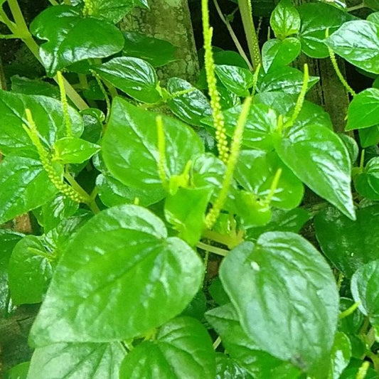 Suruhan  - Peperomia pellucida L. Kunth (Dried and Powder)