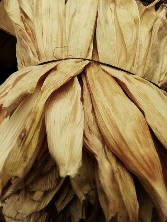 Daun Jagung - Zea mays L. Leaf (Dried and Powder)