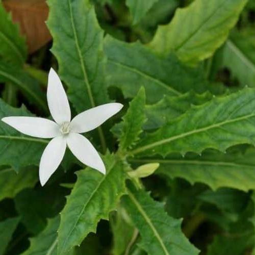 Daun Kitolod - Hippobroma longifora (Dried and Powder)