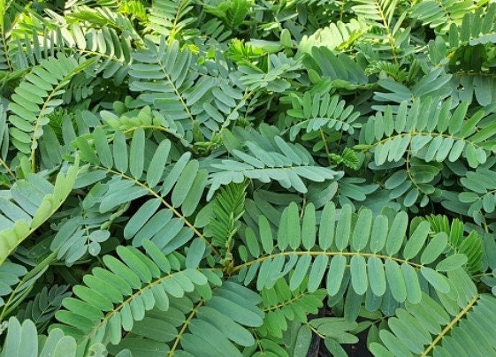 Daun Turi - Sesbania Grandiflora Leaf (Powder and Dried)