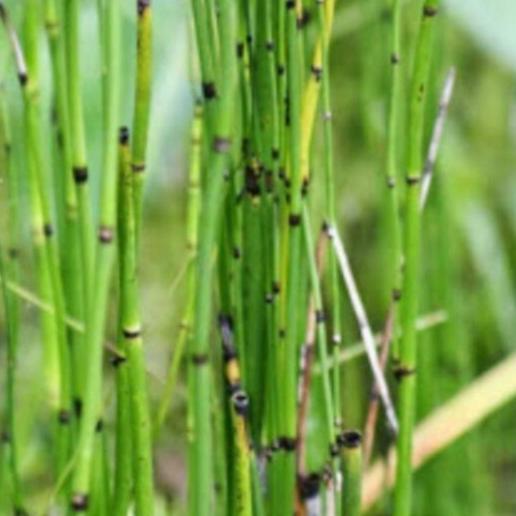 Greges Otot - Equisetum ramosissimum subsp. debile  (Dried and Powder)