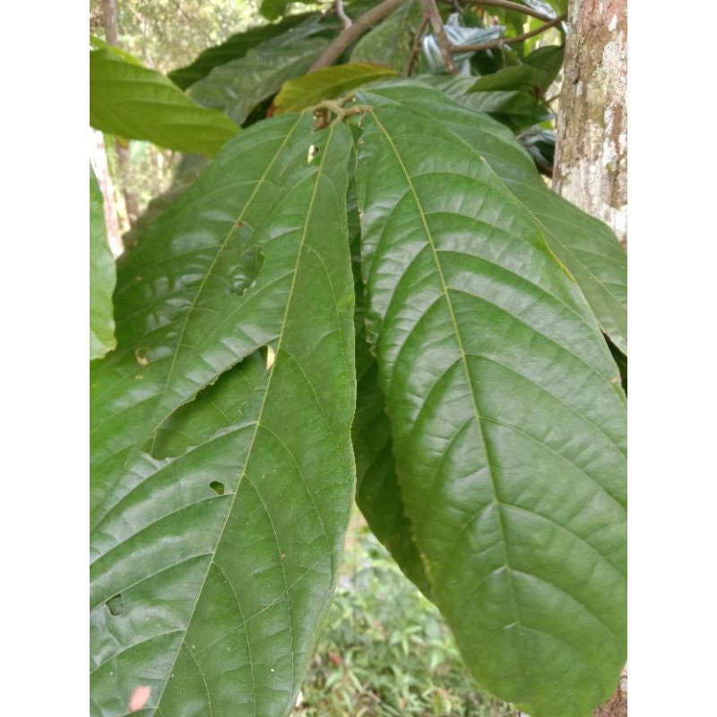 Daun Coklat / Kakao - Theobroma cacao L. Leaf (Dried and Powder)