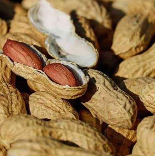 Kulit Kacang Tanah - Arachis Hypogaea Peel (Powder and Dried)