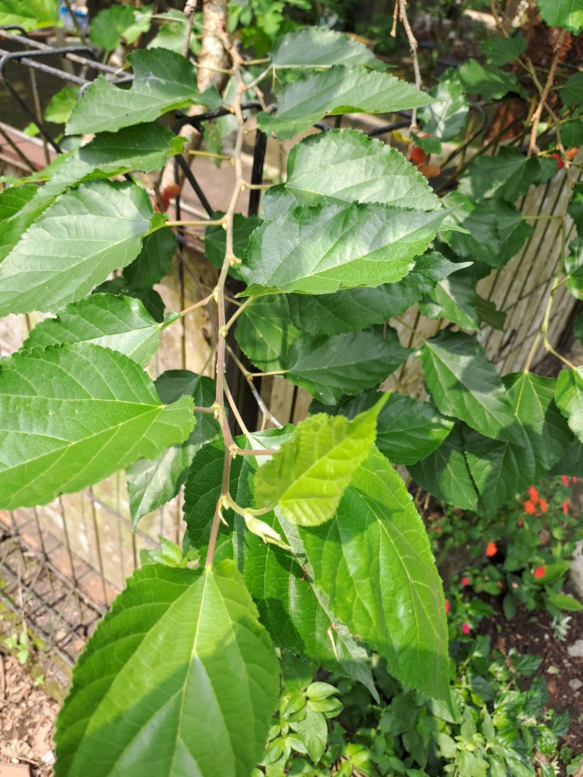Daun Murbei - Mulberry Leaf (Dried and Powder)