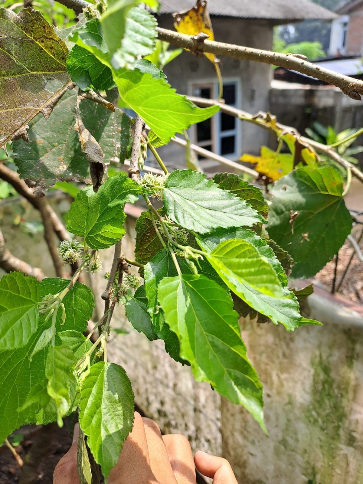 Daun Murbei - Mulberry Leaf (Dried and Powder)