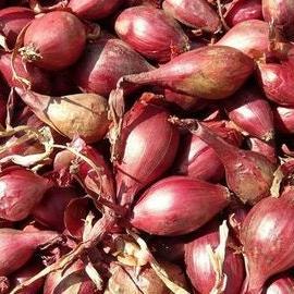 Bawang Dayak - Eleutherine bulbosa (Dried and Powder)