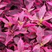 Daun Bayam Merah - Amaranthus tricolor (Dried and Powder)