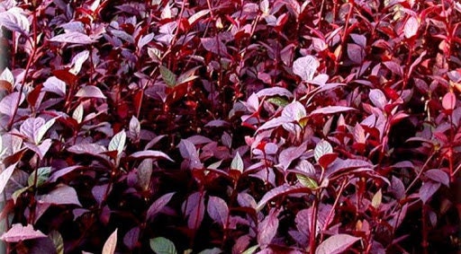 Daun Bayam Merah - Amaranthus tricolor (Dried and Powder)