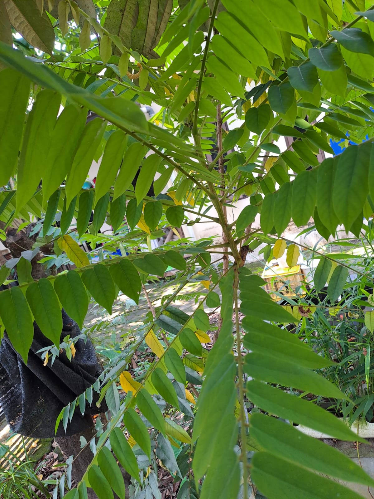 Daun Belimbing Wuluh - Cucumber Tree Leaf (Dried and Powder)