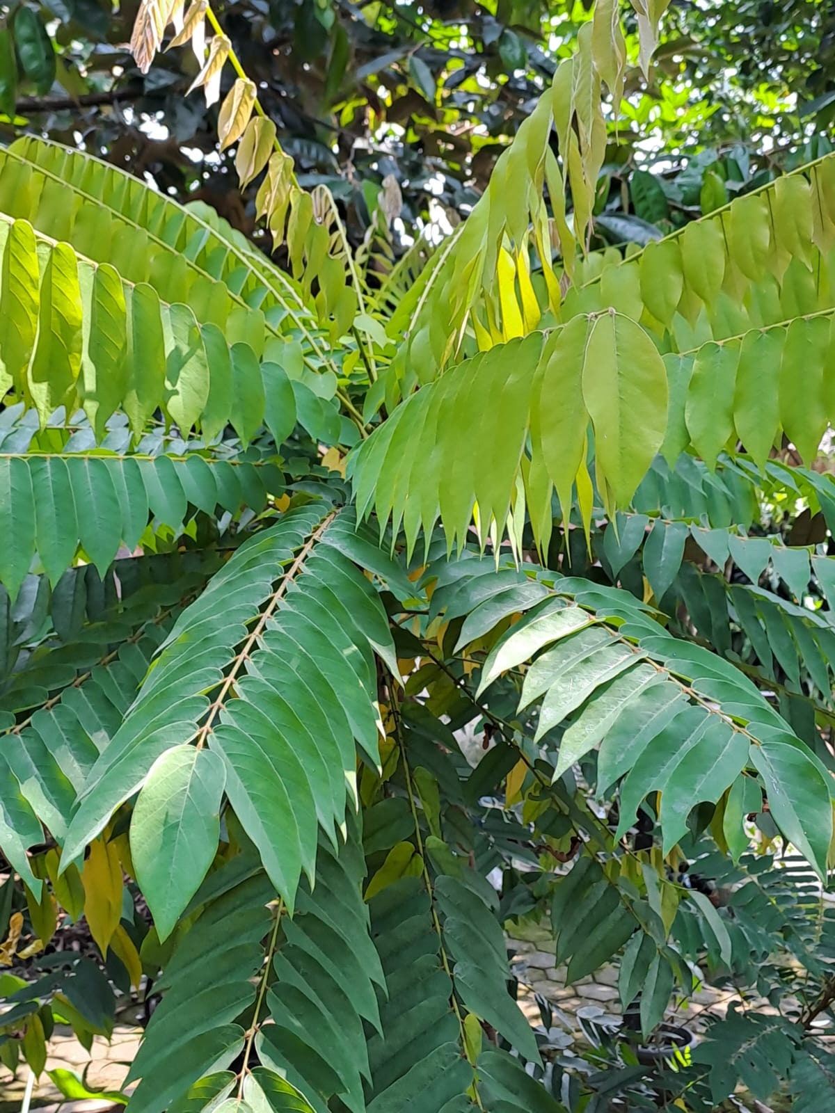 Daun Belimbing Wuluh - Cucumber Tree Leaf (Dried and Powder)