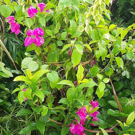 Daun Bugenvil -  Bougainvillea glabra Leaf (Dried and Powder)