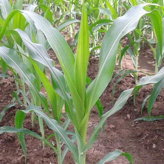 Daun Jagung - Zea mays L. Leaf (Dried and Powder)