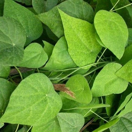 Daun Cincau - Cyclea barbata Miers (Dried and Powder)