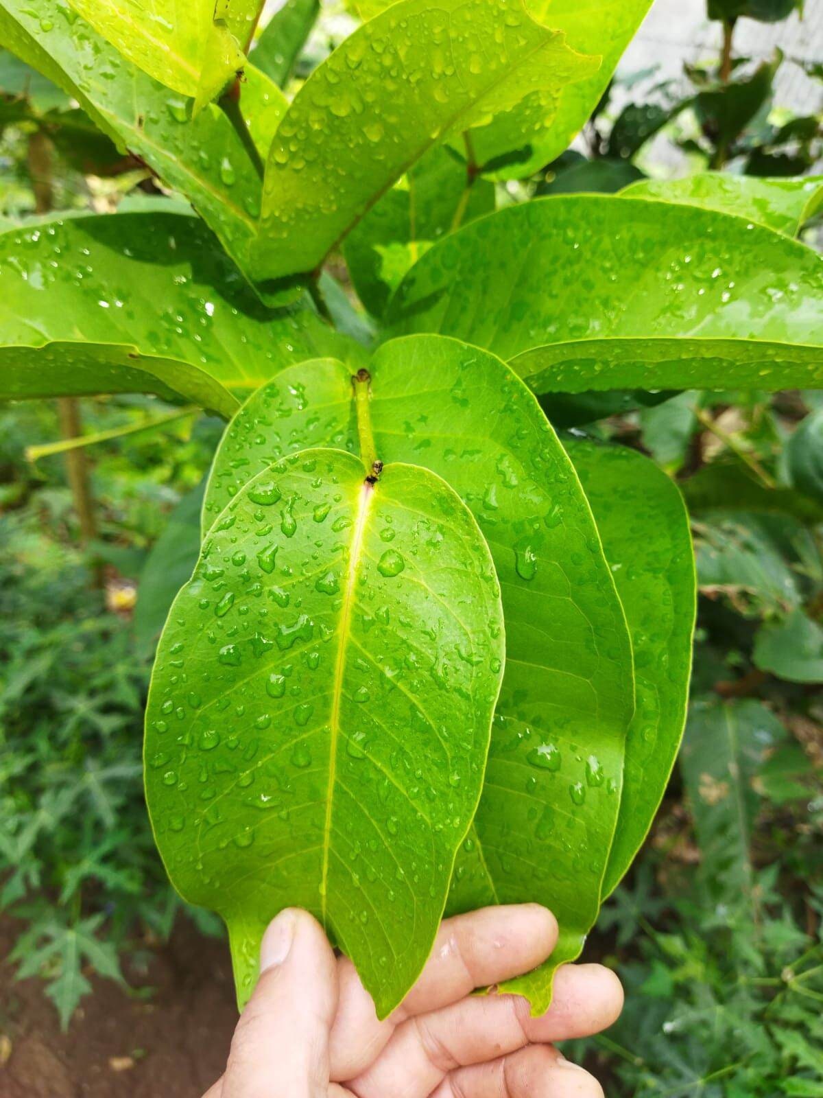 Daun Jambu Air - (Syzygium aqueumL Leaf) Dried and Powder