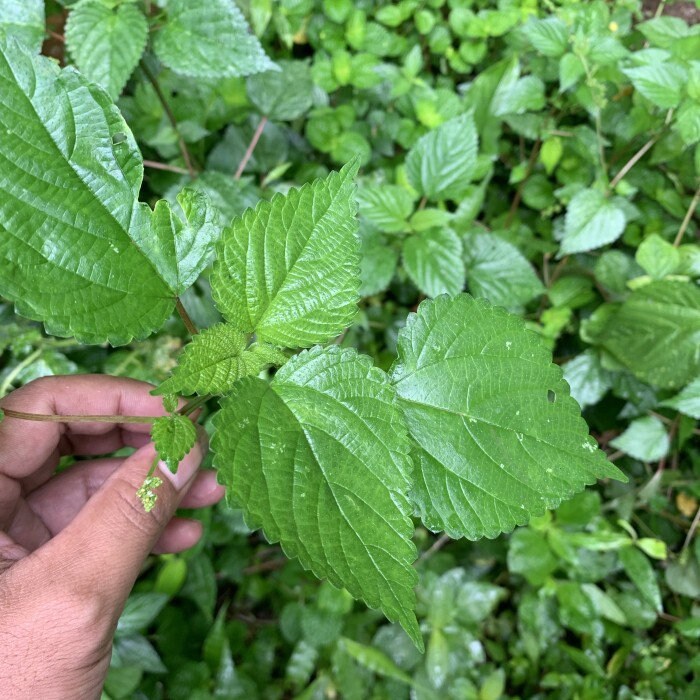 Jelatang - Laportea (Dried and Powder)