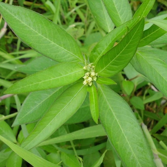 Patikan Mas/ Kate Mas- Euphorbia Heterophylla Leaf (Dried and Powder)
