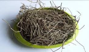 Greges Otot - Equisetum ramosissimum subsp. debile  (Dried and Powder)