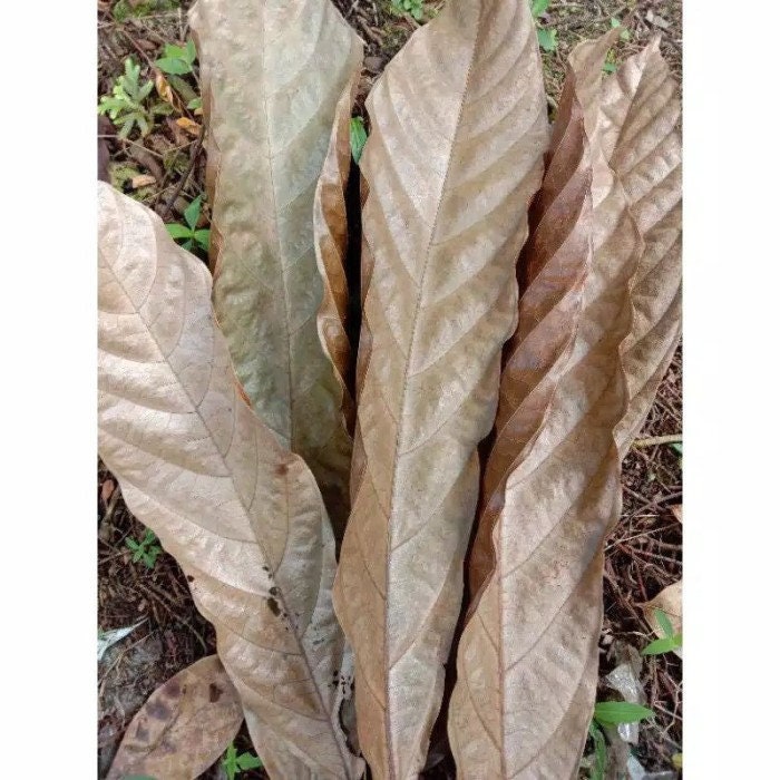 Daun Coklat / Kakao - Theobroma cacao L. Leaf (Dried and Powder)