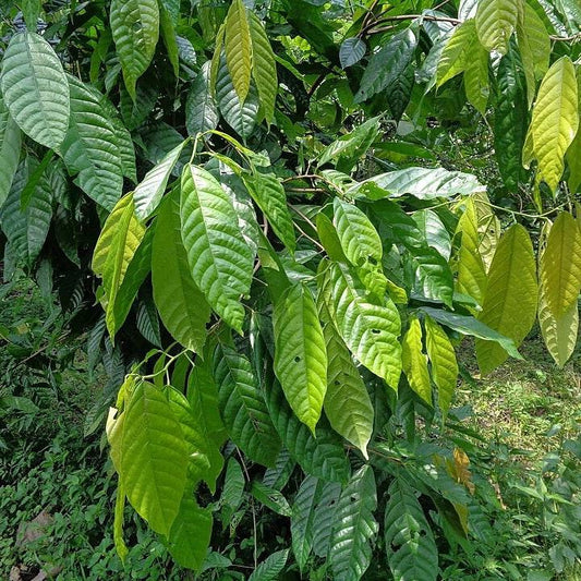 Daun Coklat / Kakao - Theobroma cacao L. Leaf (Dried and Powder)