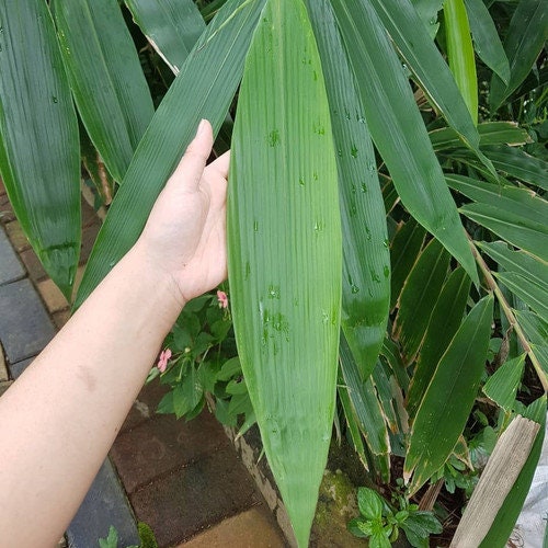 Daun Bambu (Dried and Powder