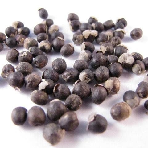 Biji Legundi - Vitex trifolia Dried