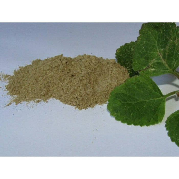 Daun Torbangun - Coleus amboinicus Lour. (Dried and Powder)