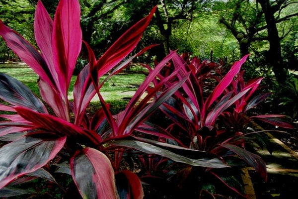 Daun Andong - Cordyline Fruticosa (Dried and Powder)