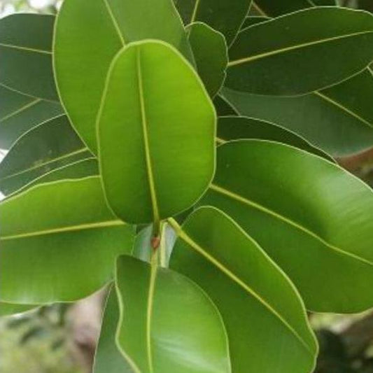 Daun Nyamplung - Calophyllum Inophyllum (Dried and Powder)