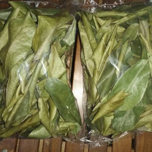 Daun Nyamplung - Calophyllum Inophyllum (Dried and Powder)