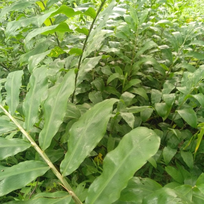 Daun Lempuyang - Zingiber Zerumbet Leaf (Dried and Powder)