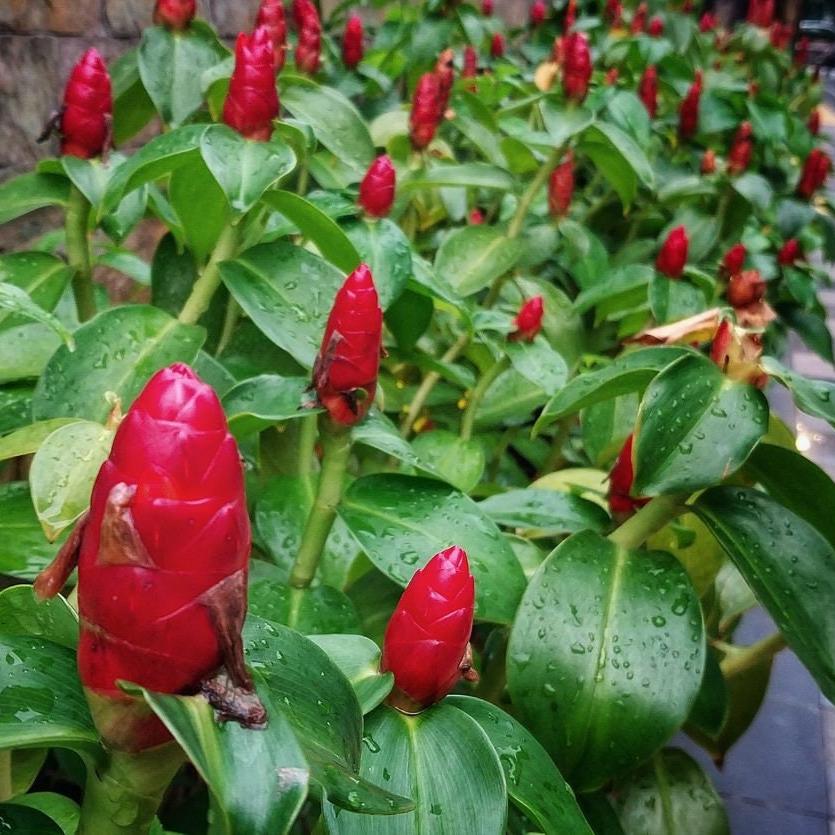 Daun Lempuyang - Zingiber Zerumbet Leaf (Dried and Powder)