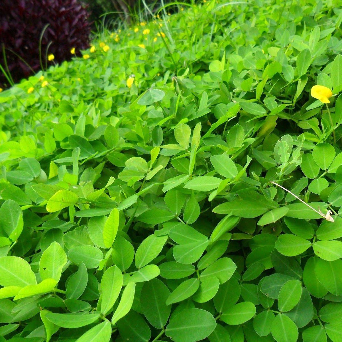 Daun Landep - Arachis Pintoi Leaf (Dried & Powder)