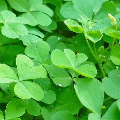 Daun Semanggi - Marsilea crenata Presl. (Dried and Powder)
