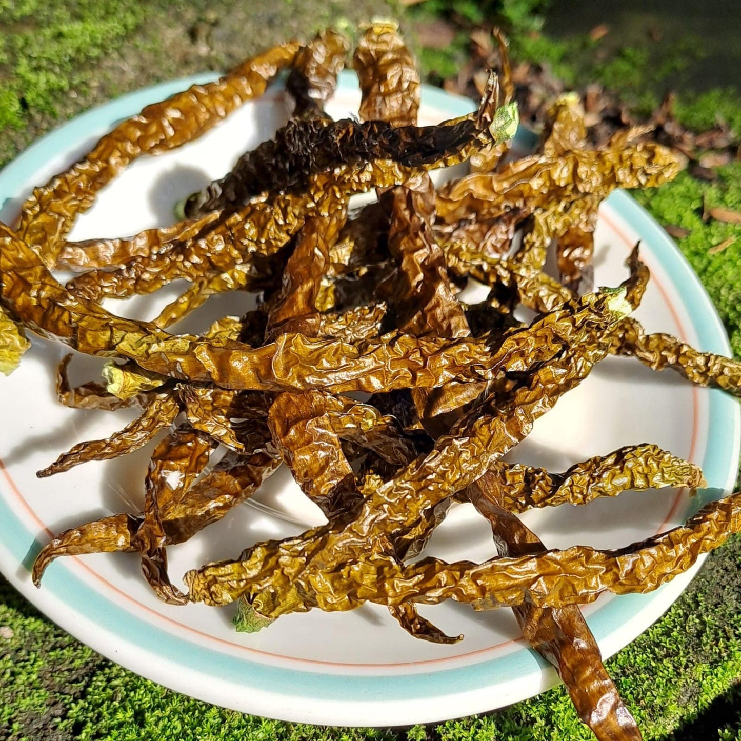 Cabai Hijau Keriting - Green Chili Pepper (Capsicum annumn L). (Dried and Powder)