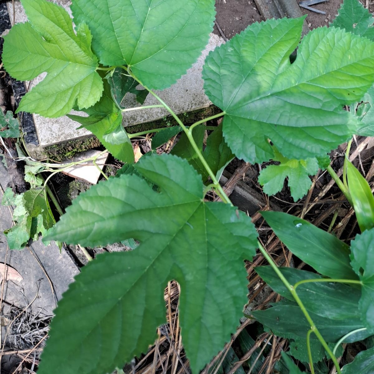 Daun Murbei - Mulberry Leaf (Dried and Powder)