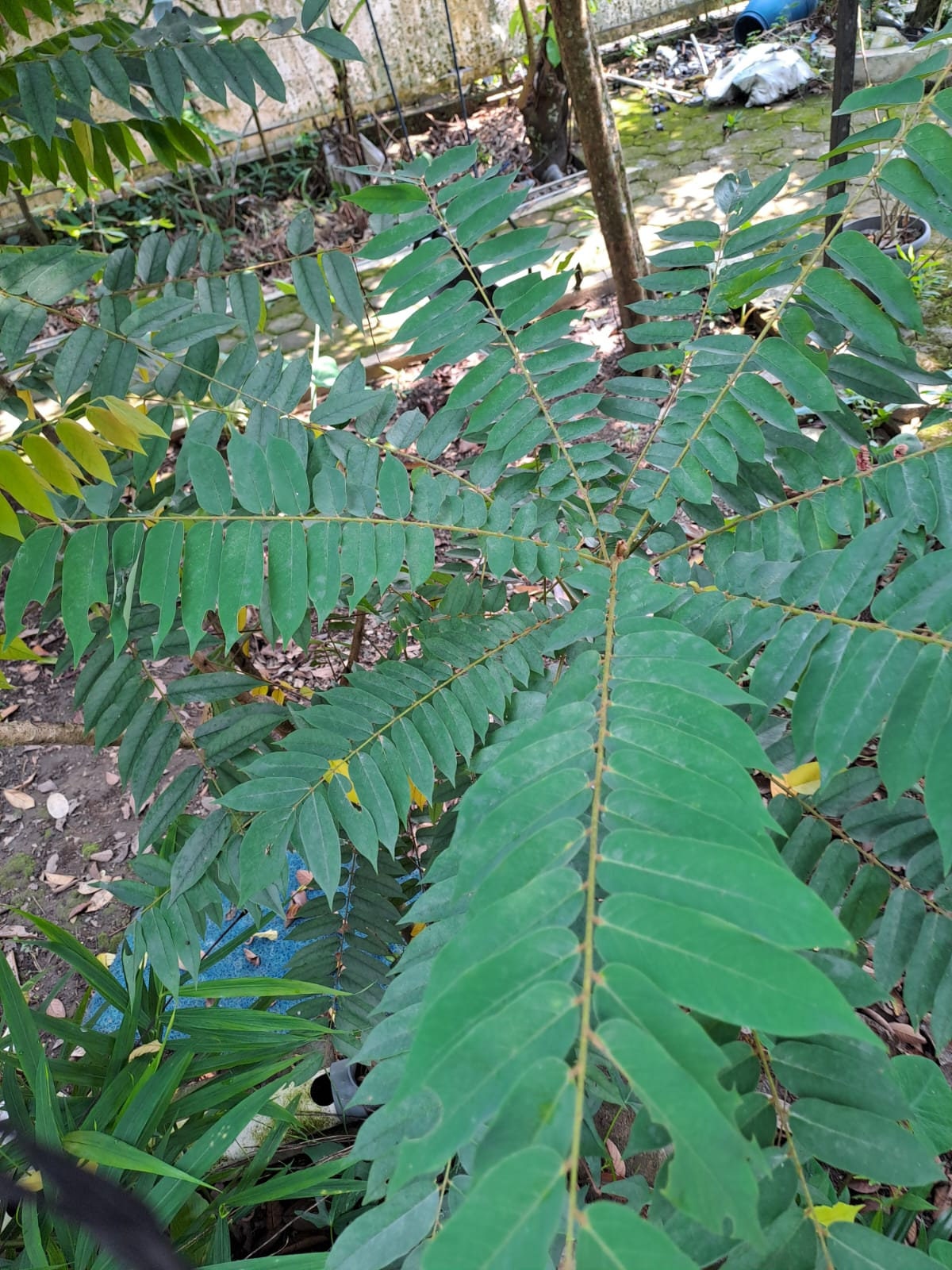 Daun Belimbing Wuluh - Cucumber Tree Leaf (Dried and Powder)