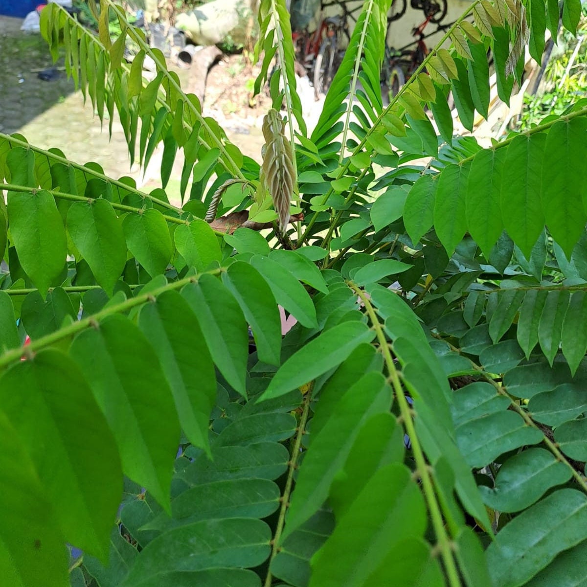 Daun Belimbing Wuluh - Cucumber Tree Leaf (Dried and Powder)