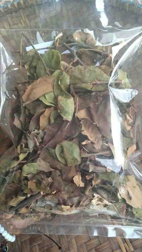 Benalu Teh - Scururula Oortina (Dried and Powder)