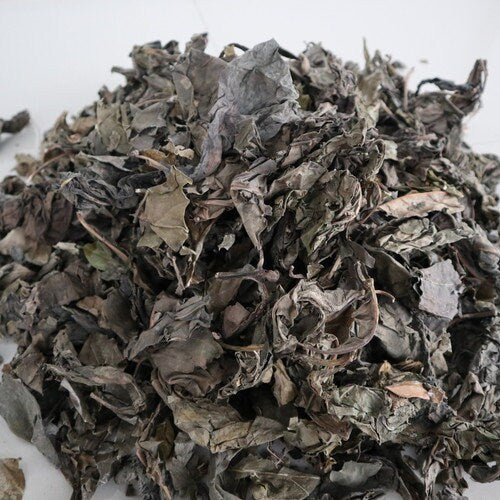Daun Mengkudu - Morinda citrifolia L. (Dried and Powder)
