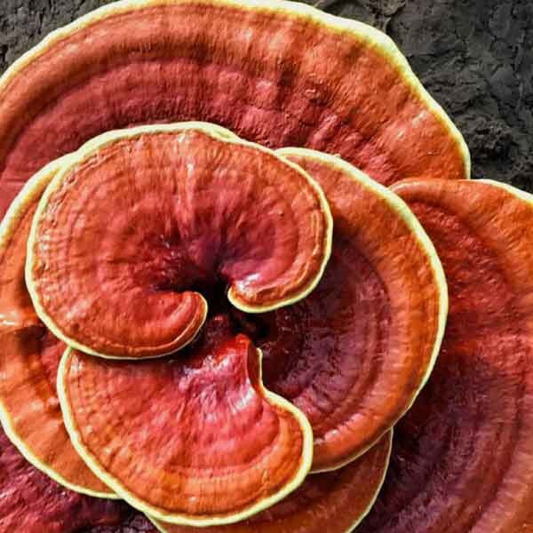 Jamur Lingzi Kering - Ganoderma Lucidum Dried