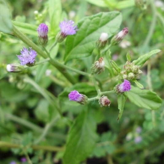 Daun Sawi Langit - Vernonia cinerea L. (Dried and Powder)