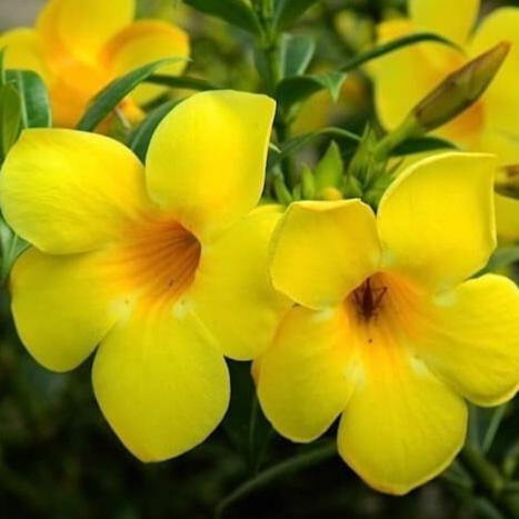 Bunga Alamanda Kuning - Allamanda cathartica (Dried and Powder)