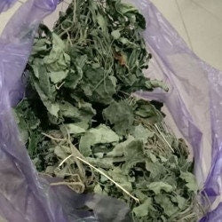 Daun Gempur Batu - Ruellia Napifera Zoll. & Moritzi Leaf (Dried and Powder)