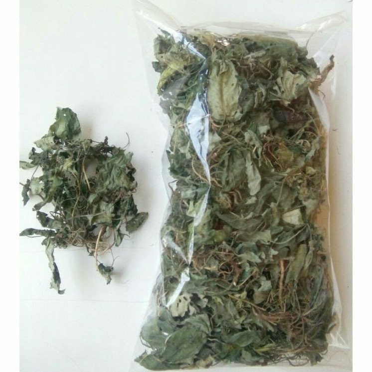 Daun Gempur Batu - Ruellia Napifera Zoll. & Moritzi Leaf (Dried and Powder)